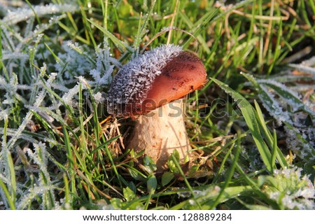 mushroom braves icy cold