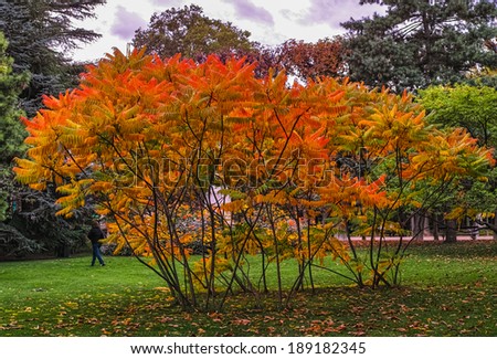 Lovely autumn colors in Paris