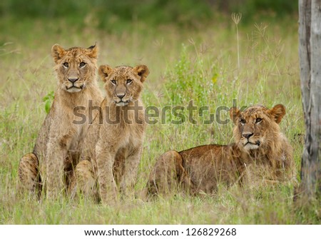 This image was taken in  Kenya .  A lion family could see on the pictures.