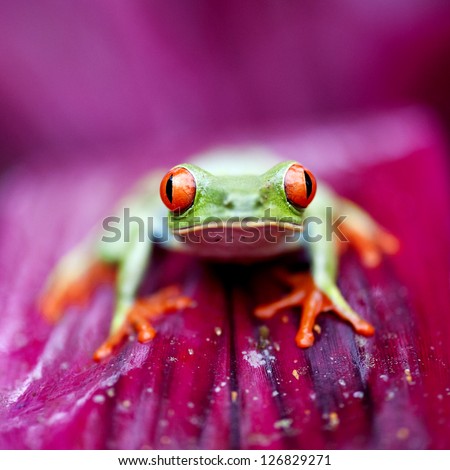This image was taken in Costa Rica , it is a red eye tree frog on the pictures.