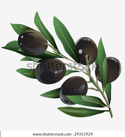 Illustration Of An Olive Branch In The Vector - 29351929 : Shutterstock