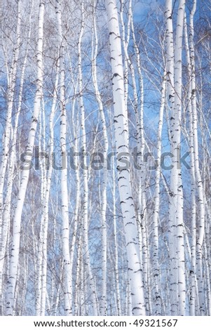 birch tree wallpaper. irch tree wallpaper. irch tree wallpaper. the best
