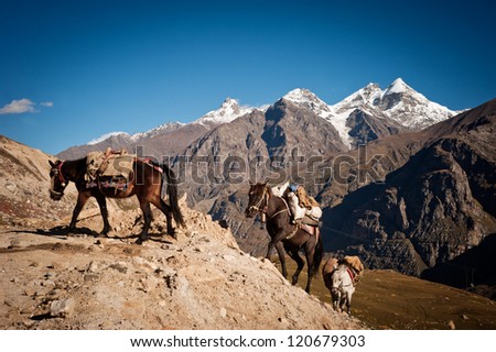 caravan of horses with cargo overcomes mountains. Border of Pakistan and India