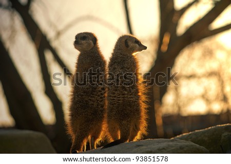 Pair of Meerkats at sunset keeping a watch out