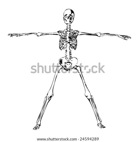 Skeleton Illustration