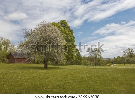Spring landscape with a blooming tree and a wooden cabin