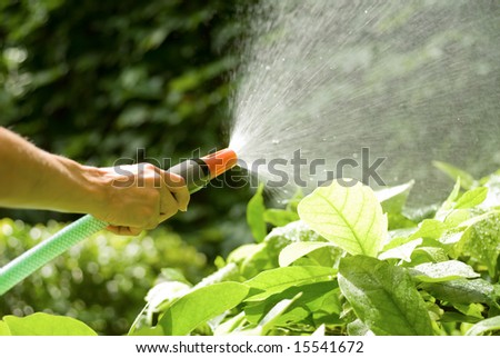 female hand watering the plants with a garden hose with sprinkler
