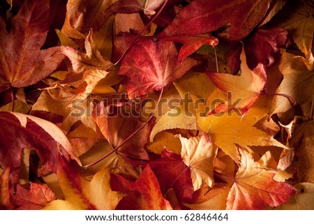 carpet of dried leafs in autumn