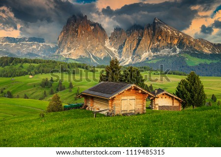 Alpe di Siusi - Seiser Alm with Sassolungo - Langkofel mountain group in background at sunset. Yellow spring flowers and wooden chalets in Dolomites, Trentino Alto Adige, South Tyrol, Italy, Europe