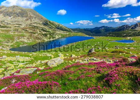 Glacier lakes,high mountains and stunning pink rhododendron flowers,Retezat National Park,Carpathians,Romania,Europe
