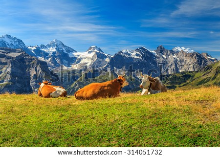 Cows grazing on a meadow and high snowy mountains in background,Mannlichen,Bernese Oberland,Switzerland,Europe