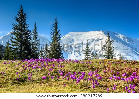 Colorful fresh purple crocus flowers and stunning spring landscape in the Fagaras mountains,Carpathians,Transylvania,Romania,Europe