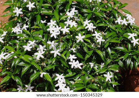 Gerdenia Crape Jasmine plant. - white flowers(NANTHAYARVATTAM)The flowers are used for preparing medicines for eye diseases and irritations. Moreover these are also used for \'poojas\' and in temples.