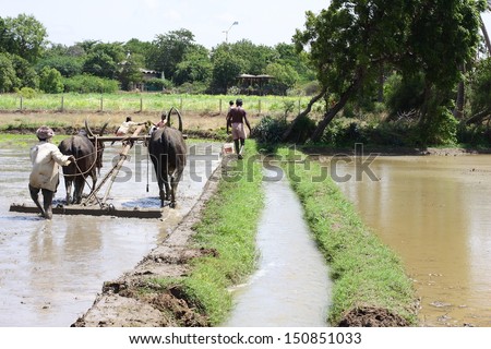 KERALA INDIA-AUGUST 20:Farmers plowing agricultural field in traditional way where a plow is attached to bulls on AUGUST 20, 2013 KERALA,SOUTH INDIA.