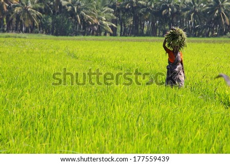 KERALA INDIA-FEBRUARY-8: Lonely lady work hard on the rice field on FEBRUARY 8, 2014 KERALA,SOUTH INDIA.