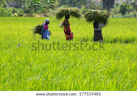 KERALA INDIA-FEBRUARY-8: farmers work hard on the rice field on FEBRUARY 8, 2014 KERALA,SOUTH INDIA.