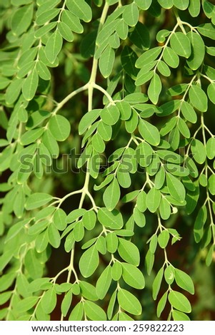 Leaves of Moringa oleifera, (the tree of life) in natural background.