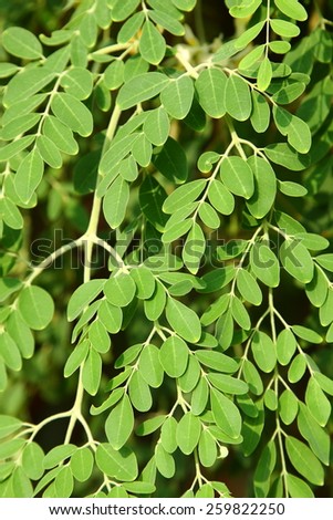 Moringa oleifera, (the tree of life)..It is commonly said that Moringa leaves contain more Vitamin A than carrots, more calcium than milk, more iron than spinach,