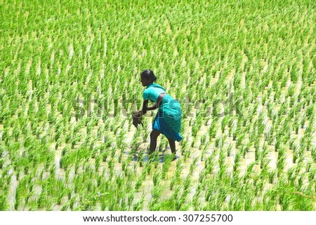 KERALA INDIA-AUGUST,14: South Indian lady working hard  in the rice field  under hard sun rays on AUGUST,14 2015 KERALA,SOUTH INDIA.
