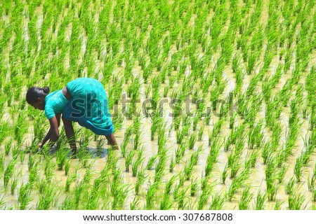 KERALA INDIA-AUGUST,14:  Indian farmer woman works in South Indian  paddy field replanting rice plant  in the  field .AUGUST,14 2015 KERALA,SOUTH INDIA.