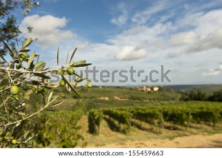 Olives on the tree and vineyard on background in tuscany, italy