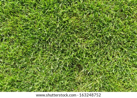Top view of a grass meadow texture