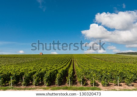 Vineyard near Epernay in the Champagne-Ardenne region in France