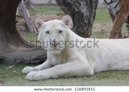 White tiger look for you
