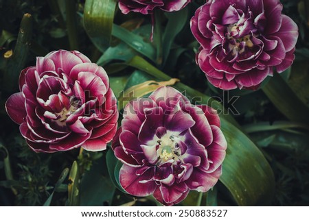 Close up of maroon ruffled French parrot tulips with detailed focus of the flower interior and stamen in vintage style