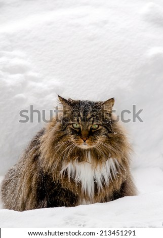A long haired Maine coon cat sits outside in the cold snow, covered in snow flakes. He does not look very happy to be outdoors!