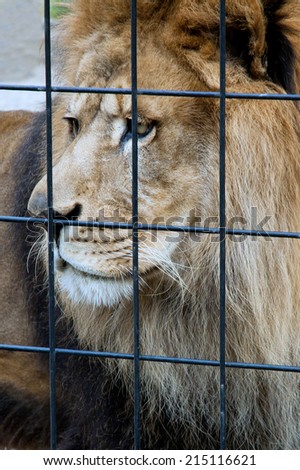 An old lion sits sadly looking out the bars of his cage in a zoo.
