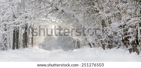Indiana Winter wonderland. A beautiful panorama of a snow filled country road and trees iced like white frosting  in Indiana USA,