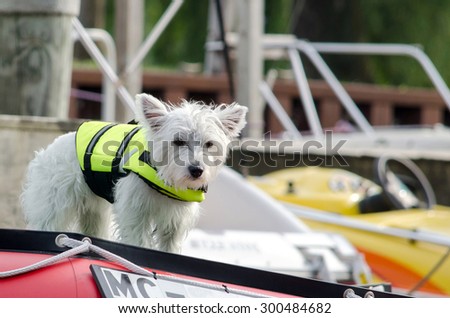 a little white terrier dog, wearing a life vest for safety,stands on board a boat deck on the lake