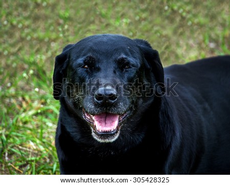 portrait of a Happy black lab canine at a dog park