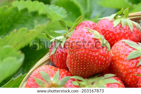 Strawberry harvest in garden