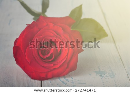 red rose on the table. cut rose on the table