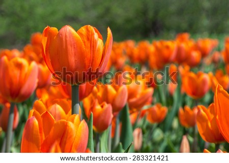 orange tulips in the garden. Trees in the background. solar flare. focus on the foreground, blurred background . flowers close up . sun rays