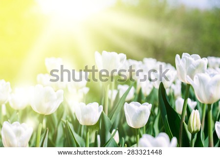 White tulips in the garden. focus on the foreground, blurred background . flowers close up . Sun rays. Image for the background texture