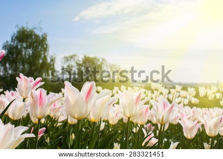 White tulips in the garden. focus on the foreground, blurred background . flowers close up . Sun rays. Image for the background texture