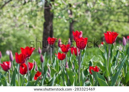 red tulips in the garden. Trees in the background. solar flare. focus on the foreground, blurred background