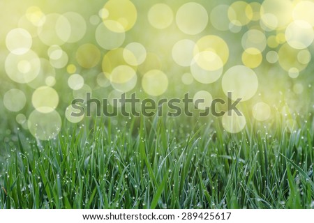 dew on the grass . Grass close-up. focus on the foreground. blurred background . glare from the sun. Photo is designed for background.