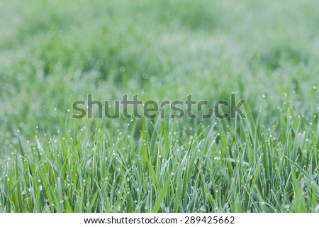 dew on the grass . Grass close-up. focus on the foreground. blurred background . Photo is designed for background