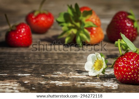 freshly picked strawberries closeup . Strawberry on a rural texture. focus on the flower