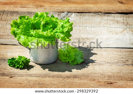 lettuce in a retro cup. true rural composition . natural eco-friendly product . Lettuce plucked from the ground. there\'s space for an inscription