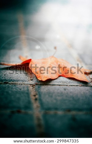 lonely autumn leaf on the pavement . Fall inevitably come. Photo embodies loneliness sadness in my heart . there is hope. toned photo . focus on the sheet. close-up. conceptual photo