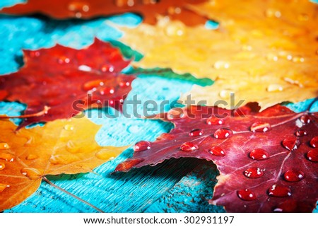 autumn leaves on a beautiful board. wet leaves after a rain. October and November leaves . background for photos . water drops. there is a place for an inscription. closeup