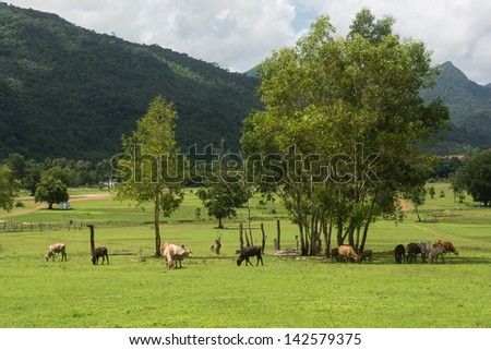 Cows grazing on a green summer, animal farm at countryside of Thailand