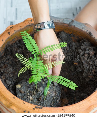 Man\'s hand and planting the trees.