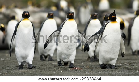 King penguins in sync