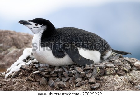 Chinstrap Penguin Nest